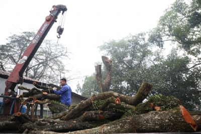 Tại sao cây sưa trăm tỷ chùa Phụ Chính vẫn đấu giá không được