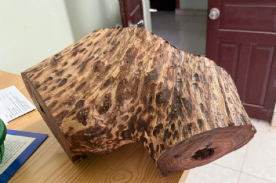 10kg gỗ sưa bắc già trên 100 năm giá 7,5tr - 1kg ms117