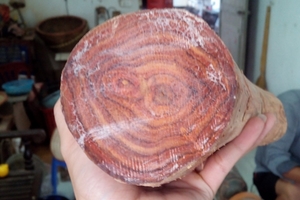 Sưa bắc bộ NL029
