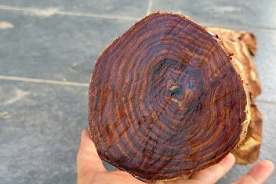 11kg gốc gỗ sưa non vân rõ nét ms090