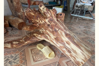 gốc 39kg đường kính 21cm ms089