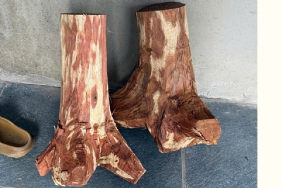 gốc gỗ sưa bắc giá 110k - 1kg ms092