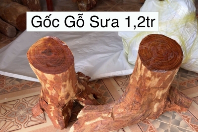 gốc gỗ sưa bắc 10kg ms091