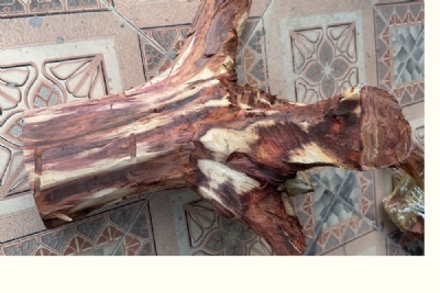 13kg gốc gỗ sưa chất vân tím hồng ms088