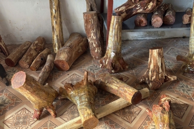 gốc gỗ sưa bắc giá từ 100k đến 180k 1kg