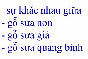 Phân biệt gỗ sưa non gỗ sưa già, gỗ sưa Quảng Bình, gỗ sưa bắc